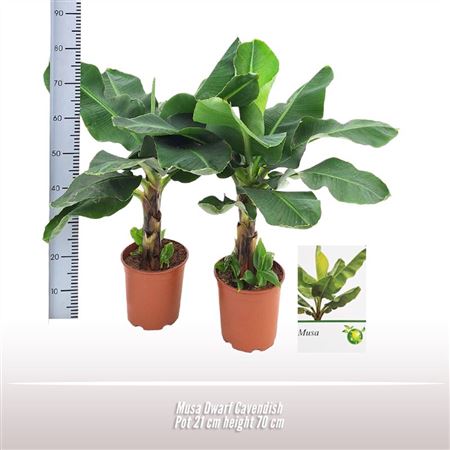 Musa Dwarf Cavendish