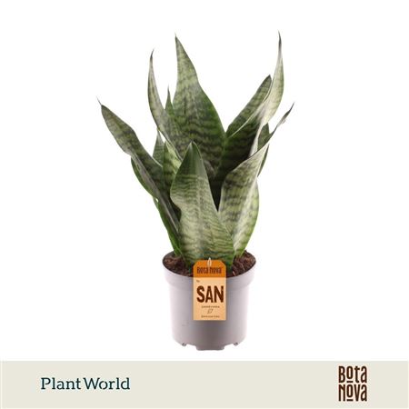 Sansevieria Trifasciata Larenzi