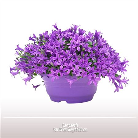 Campanula Kosea Kris