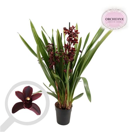 Cymbidium 3-4st Light Pink
