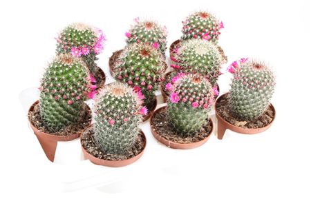 Mammillaria Flowering Spinossissima