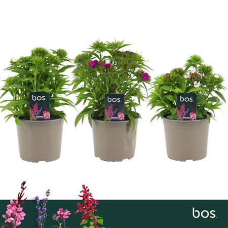 Dianthus Barbatus Dart Mix