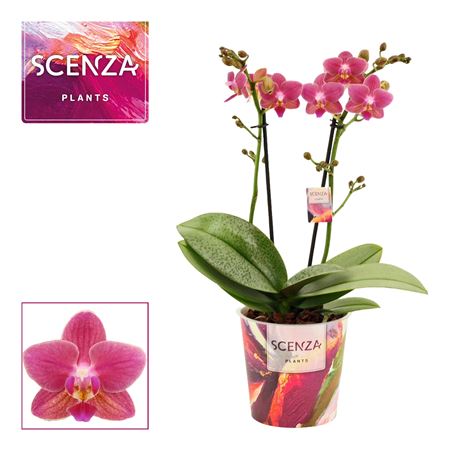 Phal 2st Perfíum Amorion