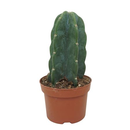 Cuddly Cactus 13 Cm Met Etiket