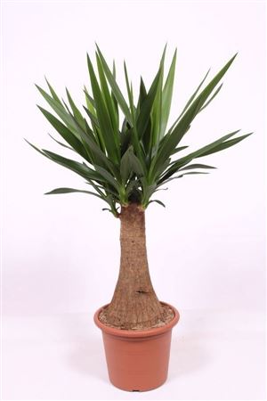 Yucca Maya Rechte Stam 45cm