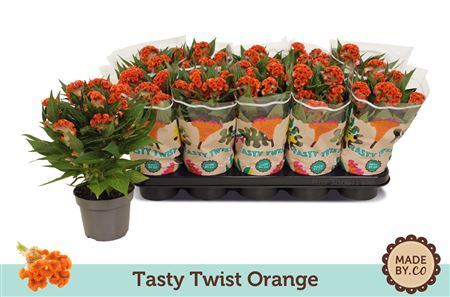 Celosia Tasty Twist Orange