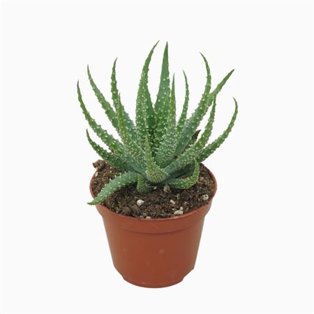 Aloë Humilis