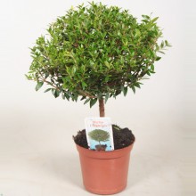 Мирт обыкновенный