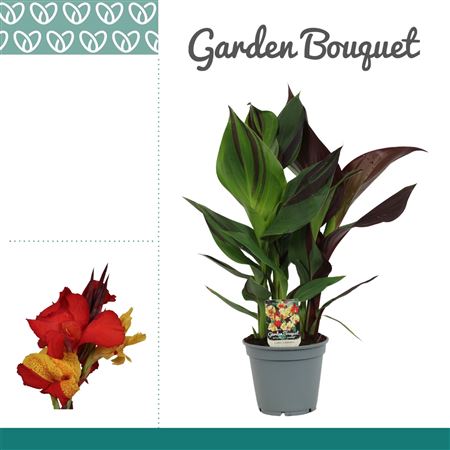 Canna Cleopatra No Flower