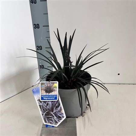 Офиопогон План Нигер