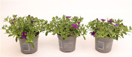 Calibrachoa Cabaret Deep Blue