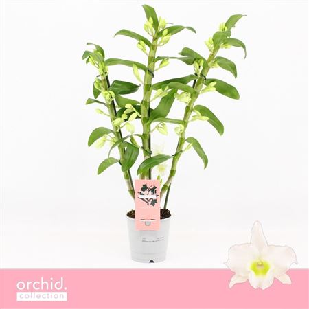 Dendr Nob 3st Apollon Orchid Collectiom
