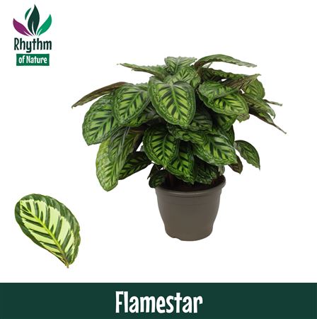 Calathea Flamestar Rhythm Of Nature