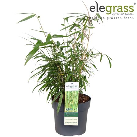 Fargesia Robusta Pingwu