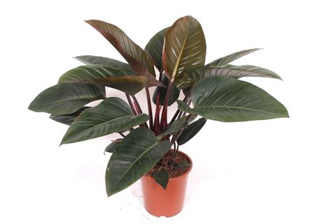 Philodendron Orange