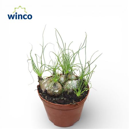 Albuca Humilis