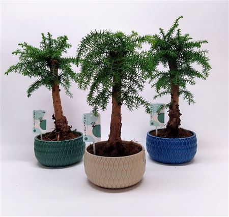 Araucaria Cunninghamii Bonsai Lily