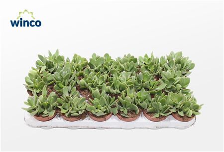 Crassula Minova
