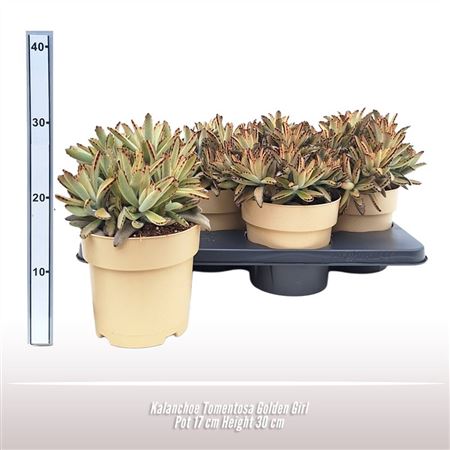 Kalanchoe Tomentosa Golden Girl