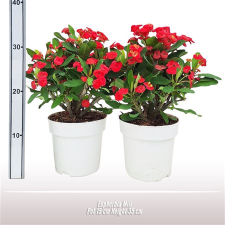 Euphorbia Milii