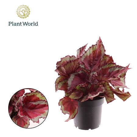 Begonia Rex Spitfire