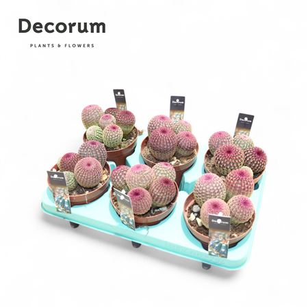 Echinocereus Rubrispinus (dec)