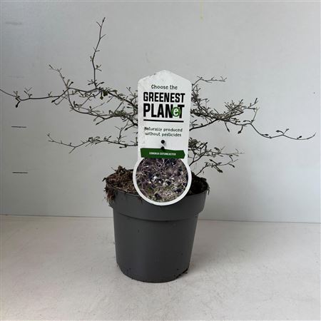 Corokia Cotoneaster