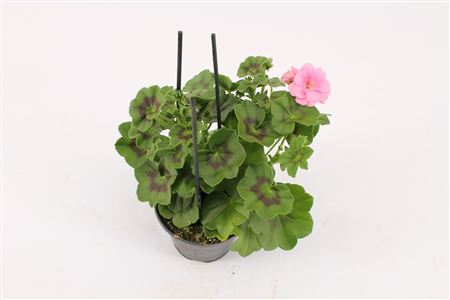 Pelargonium Pelt Royal Light Pink