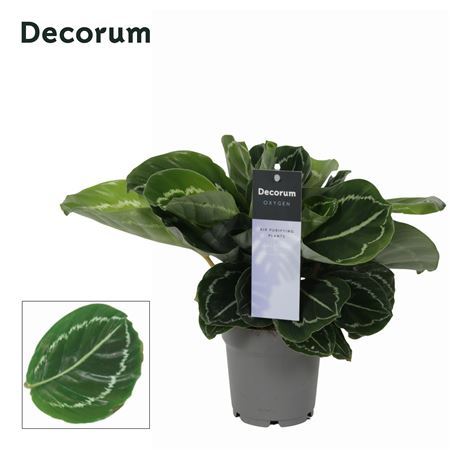 Calathea Grimson Green (decorum)
