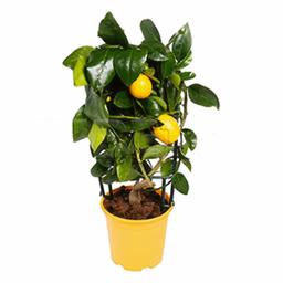 Цитрофортунелла Лемон на решетке