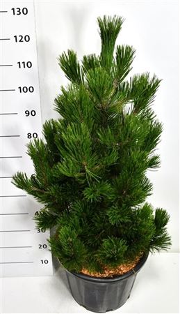 Pinus Held Little Dracula