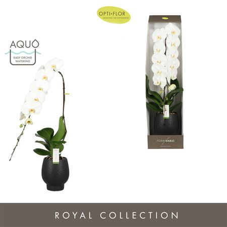 Phal Formidablo Yosemite Falls Ceramic Black (opti