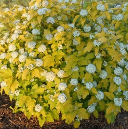 Пузыреплодник калинолистный Дартс Голд в тубе