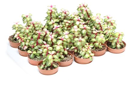 Portulacaria Afra Medi Optica
