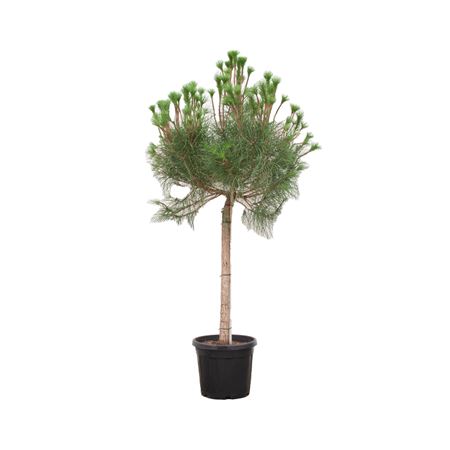 Pinus Pinta On Stem