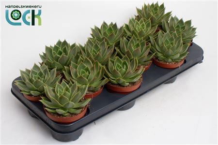 Echeveria Agavoides