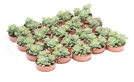 Echeveria Caerulea