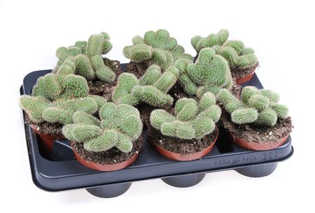 Cactus Hildewintera Aureispina Crestata
