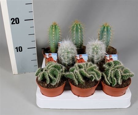 Cactus Mix On Row + Foto Etiket