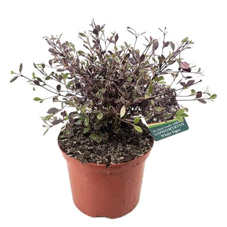Lophomyrtus White Tiger