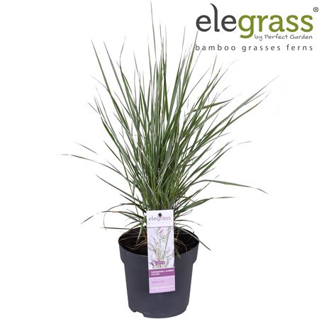 Calamagrostis X Overdam