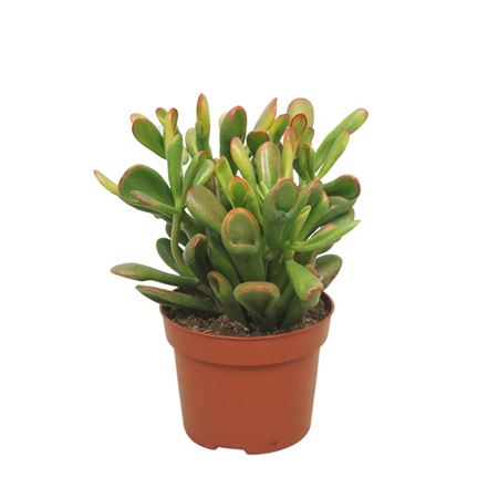 Crassula Horntree 12 Cm
