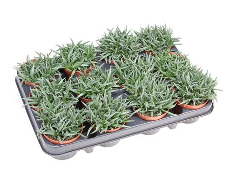 Crassula Tenelli