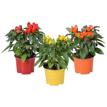 Capsicum An Samba Mix