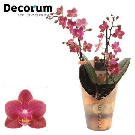 Phal Perfíum 2st Diffusion (decorum)