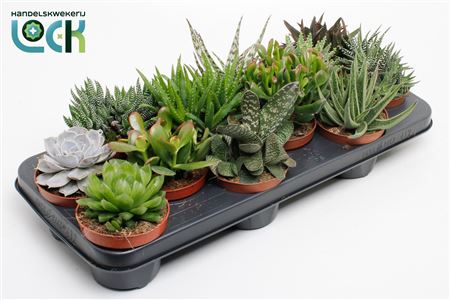 Succulent Mix Uk