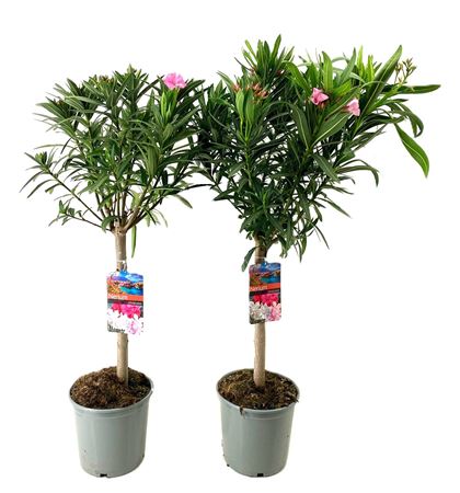Nerium Oleander Mix On Stem
