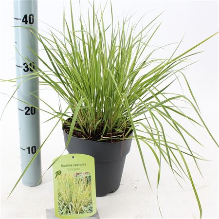 Molinia Caerulea Variegata