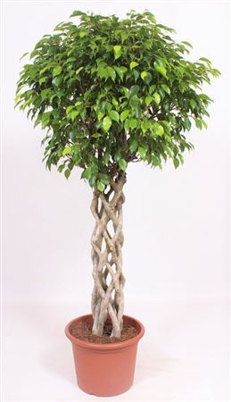 Ficus Be Exotica Tube