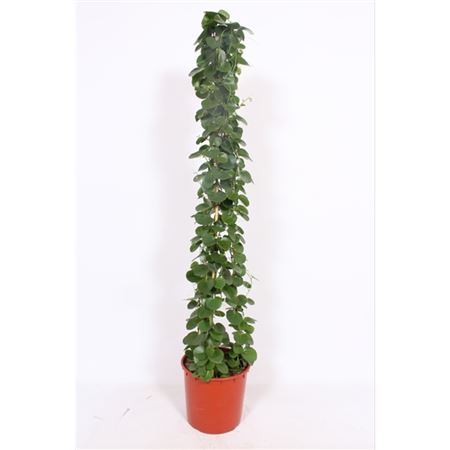 Cissus Rotundifolia Piramide